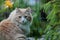 A norwegian forest cat male in green garden