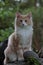 Norwegian forest cat male kitten on a stone