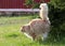 A norwegian forest cat male marking its territory