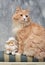 Norwegian forest cat male sitting on a chair with a white doll
