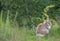 A Norwegian forest cat male sitting in high grass