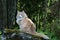 Norwegian forest cat male sitting on a stone