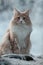 Norwegian forest cat male in snow
