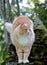 Norwegian forest cat male standing on stones in garden