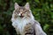 Norwegian forest cat male is winking eye