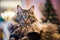 Norwegian forest cat portrait close up with big fluffy muzzle