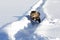 Norwegian Forest cat runs quickly through the snow