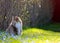 Norwegian forest cat sits in grass with scilla flowers