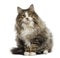 Norwegian Forest cat sitting,