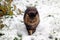 A Norwegian Forest Cat walks through the snow in cold foggy weather