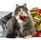 Norwegian Forest cat wearing a christmas scarf,