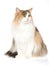 Norwegian Forest Cat, on white background