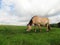 Norwegian horse eats relaxed grass on a dirt road