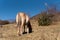 Norwegian horses known as fjord horses are seen in the wild in among mountains running free and eating in group in pristine