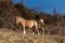 Norwegian horses known as fjord horses are seen in the wild in among mountains running free and eating in group in pristine