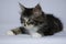 Norwegian kitten with long hair in gray striped and white in lying position on white studio background