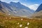 Norwegian landscape in summer with sun and mountains in background and Eriophorum cotton-grass in blossom in foreground