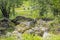 Norwegian landscape with trees firs mountains and rocks. Norway Nature