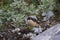Norwegian lemming, Jotunheimen, Norway