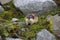 Norwegian lemming, Jotunheimen, Norway