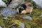 Norwegian lemming, Jotunheimen, Norway