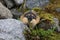 Norwegian lemming, Jotunheimen, Norway