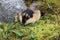 Norwegian lemming, Jotunheimen, Norway