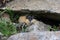 Norwegian lemming, Jotunheimen, Norway