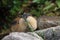 Norwegian lemming, Jotunheimen, Norway