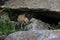 Norwegian lemming, Jotunheimen, Norway