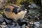 Norwegian lemming, Jotunheimen, Norway