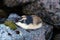 Norwegian lemming (Lemmus lemmus) hiding among the rocks