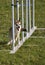 Norwegian Lundehund weave poles at agility trial