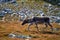 Norwegian reindeer bull (Rangifer tarandus tarandus) grazing on the mountaintop of Norefjell