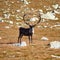 Norwegian reindeer bull (Rangifer tarandus tarandus) on the mountaintop of Norefjell