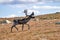 Norwegian reindeer bull (Rangifer tarandus tarandus) running on the mountaintop of Norefjell