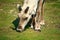 Norwegian reindeer eating grass in the meadow