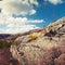 Norwegian spring landscape with small bare tree