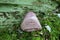 Norwegian Thulite sitting on green moss