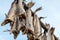 Norwegian traditional stockfish outdoor drying