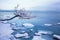 Norwegian winter fjord landscape with tree and ice