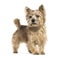 Norwich Terrier in front of white background