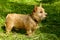 Norwich Terrier puppy in the grass in summer outdoor background