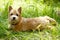 Norwich Terrier puppy in the green grass