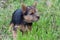 Norwich terrier puppy is standing in a green grass. Close up.