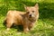Norwich Terrier puppy stands in the green grass
