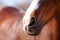 Nose Bay horse with a white mark close-up.