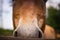 Nose of a brown horse. Front view. Close-up