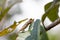 Nose-horned Chameleon Calumma nasutum