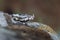 Nose-horned viper head close up